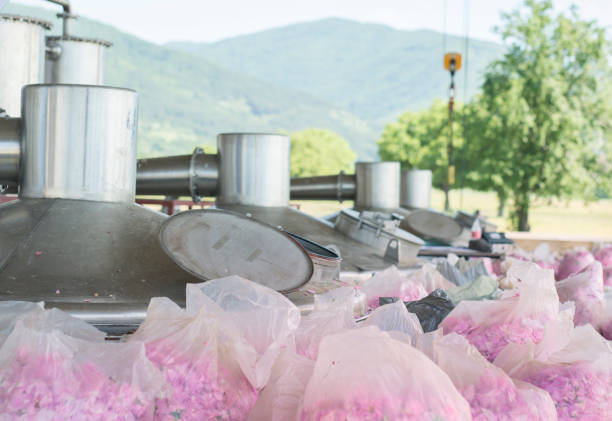 добыча розового масла - distillation tower стоковые фото и изображения
