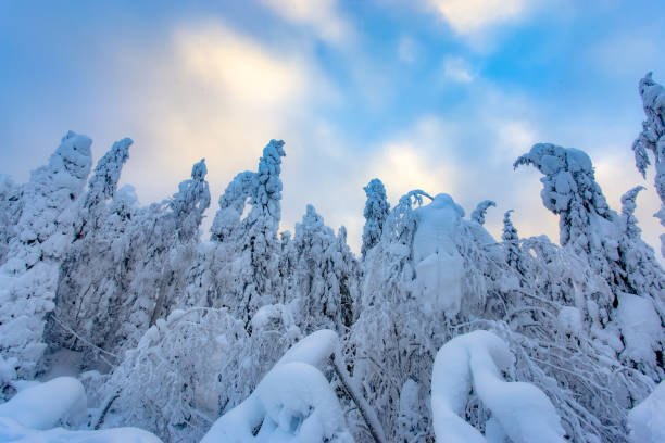 istock Heavy snow landscape from Sotkamo, Finland. 911344160