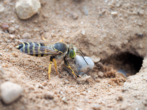 Bembix rostrata is digging a hole in the sand. Sand wasp dragging a huge stone