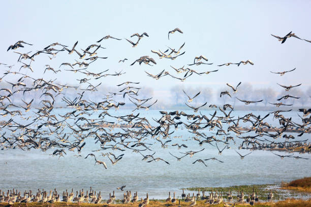 istock Wild geese flying in the sky 911347734