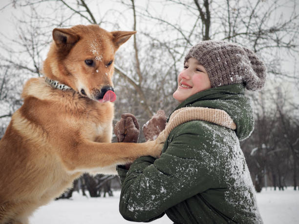 istock Girl playing with a huge dog 911348084