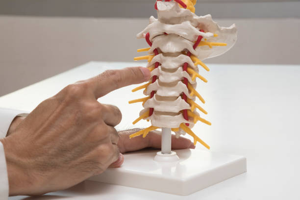 istock Doctor teaching the cervical spine anatomy 911348636