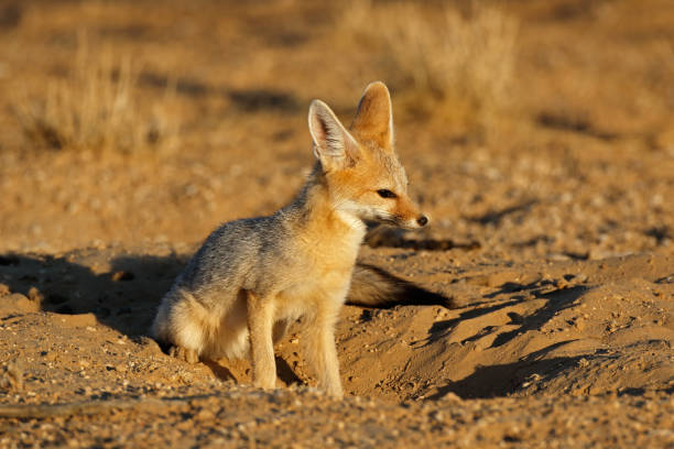 istock Cape fox in natural habitat 911352850