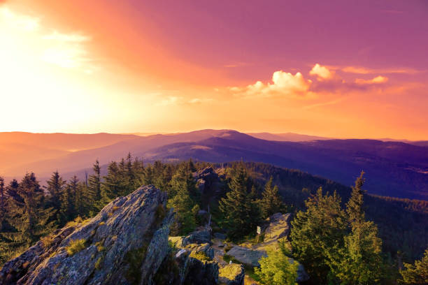 yaz yatay milli parkı bayerische wald batımında - wald stok fotoğraflar ve resimler