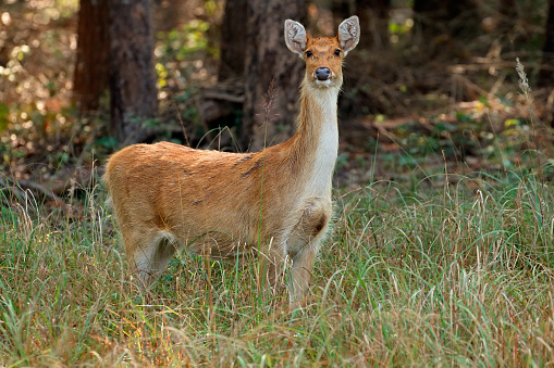 Female Barasingha or swamp deer (Rucervus duvaucelii), Kanha National Park, India