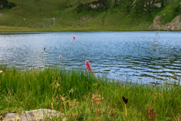 istock Mountain lake in Abkhazia 911355846