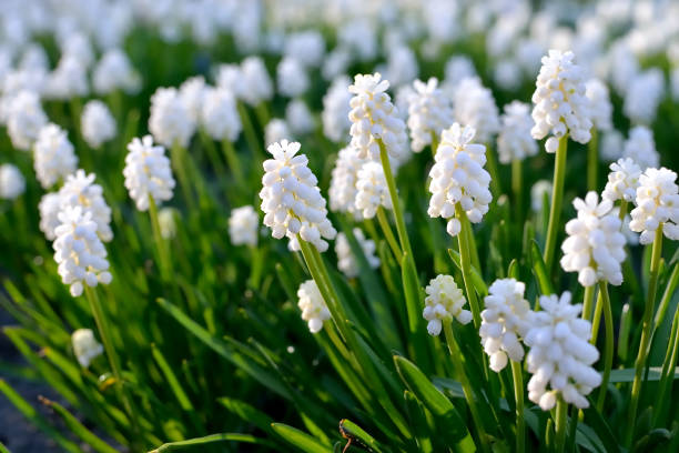 istock white flowers close-up in spring 911359460