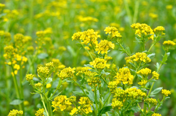 istock rapeseed field fragment. Flowers close-up 911359502