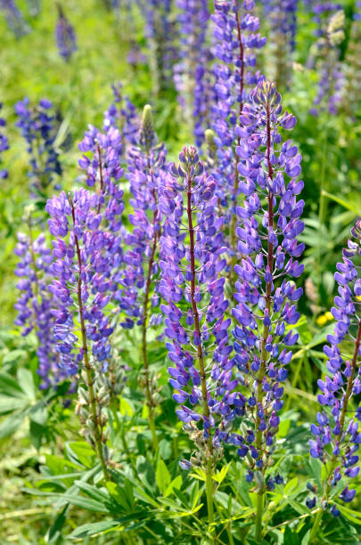 istock lupine flowers close-up 911359798
