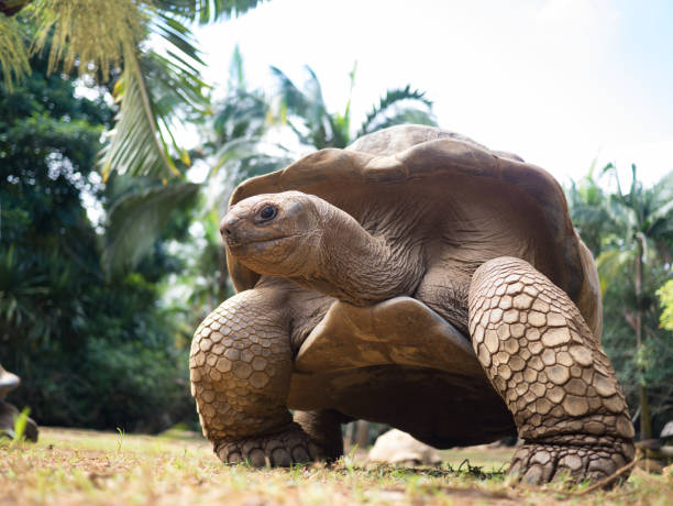 Giant Turtle Mauritius Ile aux Aigrettes animal trunk photos stock pictures, royalty-free photos & images
