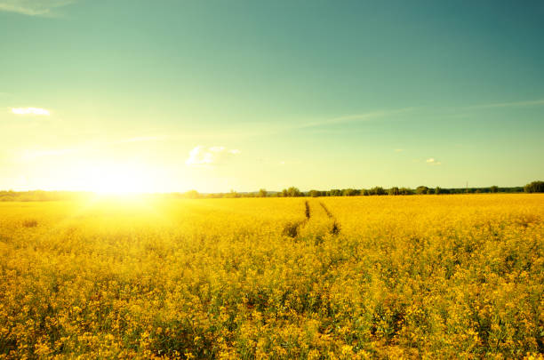 istock Bright yellow canola field under blue sky summer day 911366346