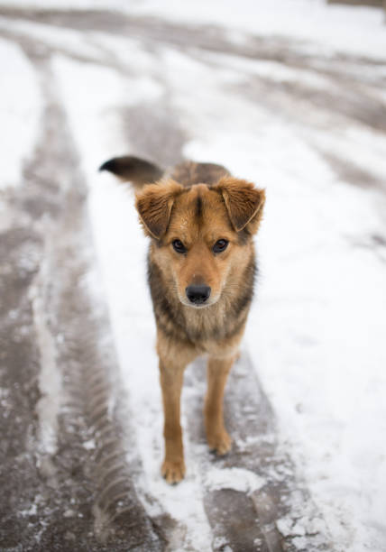 istock dog portrait outdoors in winter 911370470