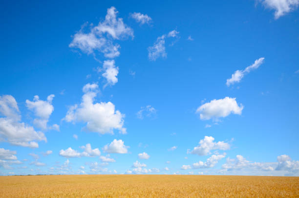 istock Wheat field summer sunny day under cloudy blue sky 911370560
