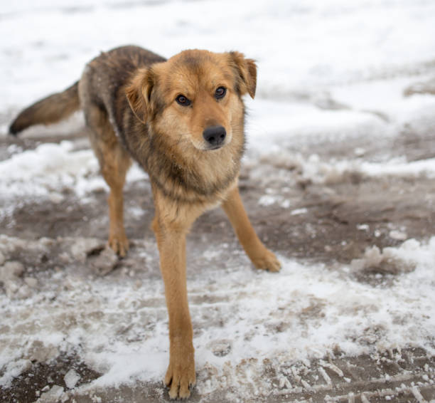 istock dog portrait outdoors in winter 911370614