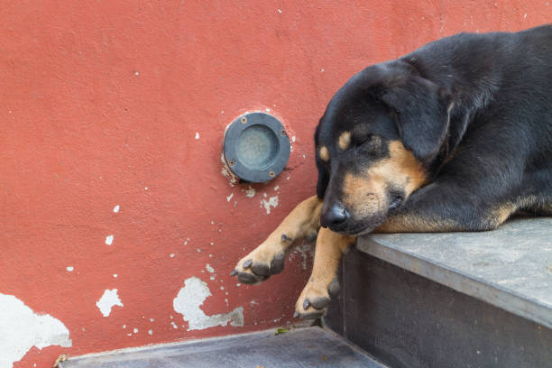 istock black dog sleep on the staircase 911372414