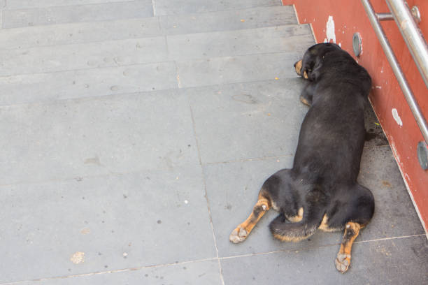 istock black dog sleep on the staircase 911373062