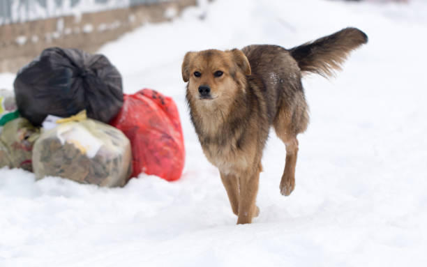 istock dog running outdoors in winter 911377898