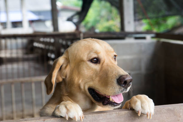 istock Brown dog stood and wait over the cage 911378350