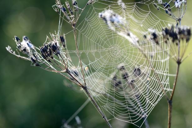 istock Beautiful spider web with water drops close-up 911379412