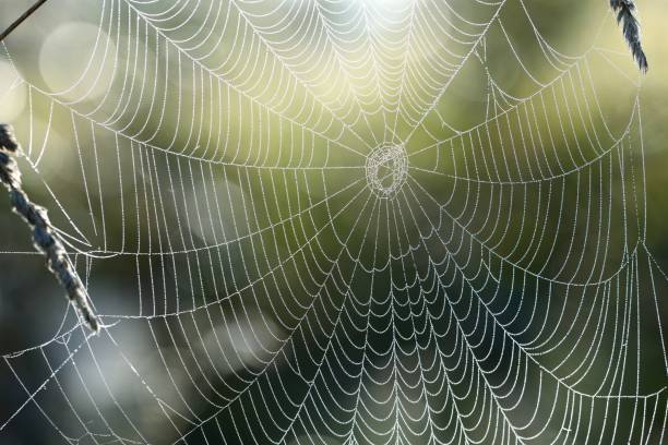istock Beautiful spider web with water drops close-up 911379428