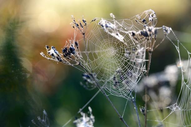 istock Beautiful spider web with water drops close-up 911379438