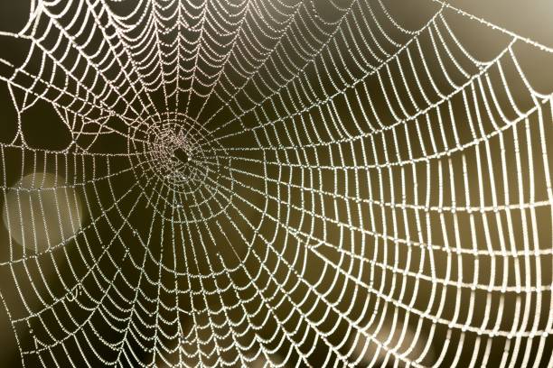 istock Beautiful spider web with water drops close-up 911379468
