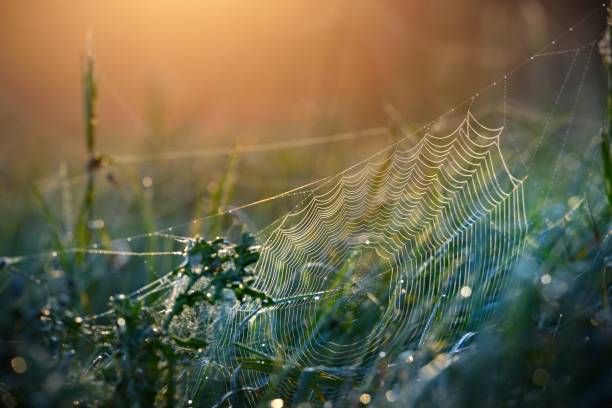 istock Beautiful spider web with water drops close-up 911379470