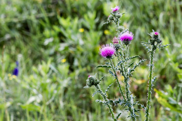 A Thistle flower on a background of green meadows stock photo
