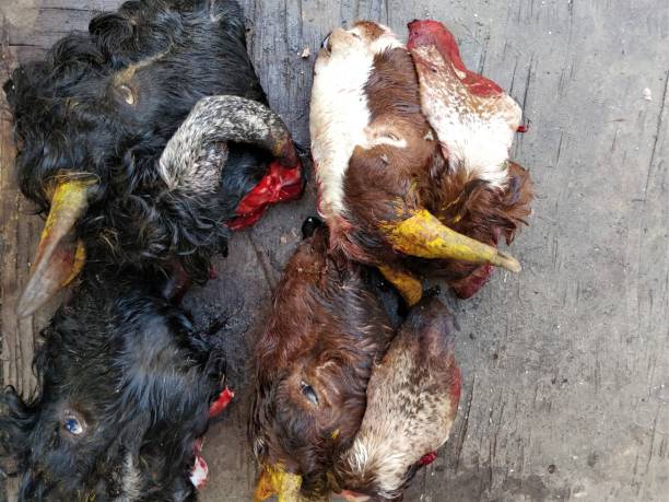 istock Gore Goat's Heads on Sale 911387316