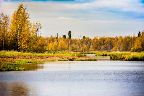 istock The lake in the forest. 911387888