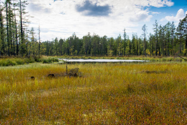 istock The swamp in the forest. 911388142