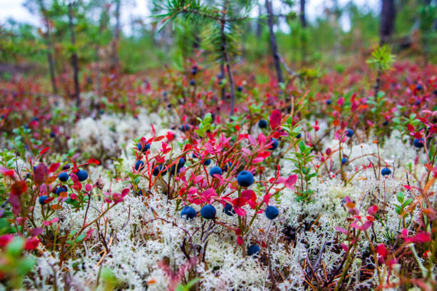 Bilberry on the white cladonia. Yamal.