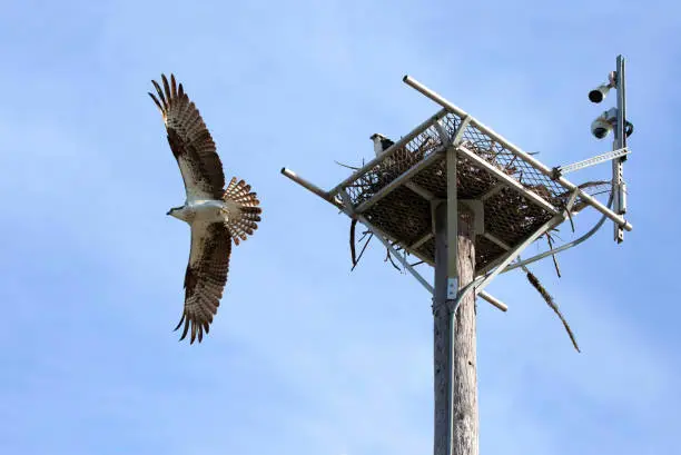 Photo of Osprey flying the coop