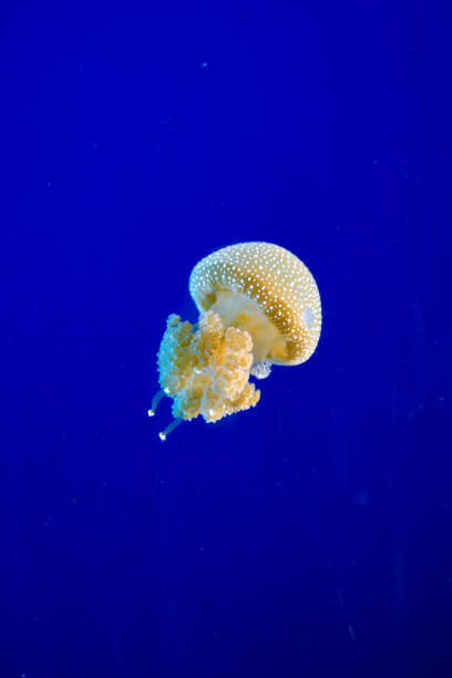 istock Glowing jellyfish in aquarium 911397390