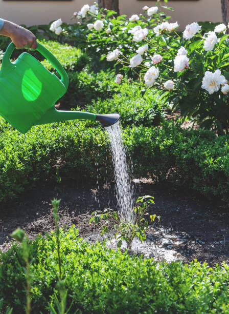 istock Small shrub watered from green watering can 911397960