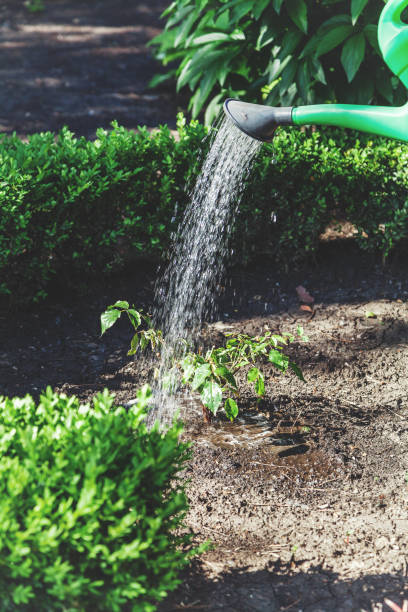 istock Small shrub roses pour from green watering can 911398216