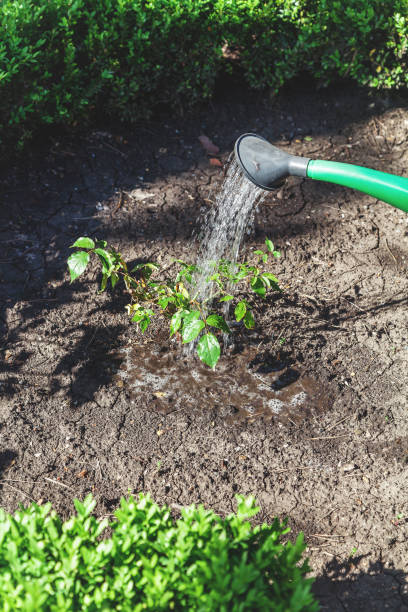 istock Small shrub roses pour from green watering can 911398346