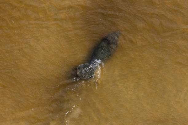 istock Aerial of Mannatee 911398412