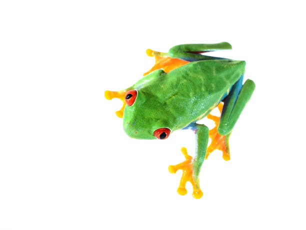 istock red-eye tree frog  Agalychnis callidryas isolated on white 911399308