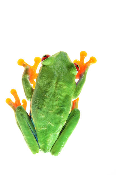 istock red-eye tree frog  Agalychnis callidryas isolated on white 911399314