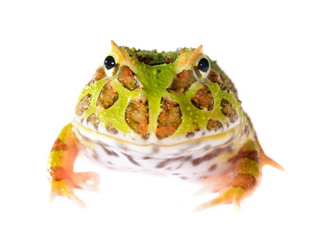 istock Ornate Horned Frog Ceratophrys ornata isolated on white 911399340