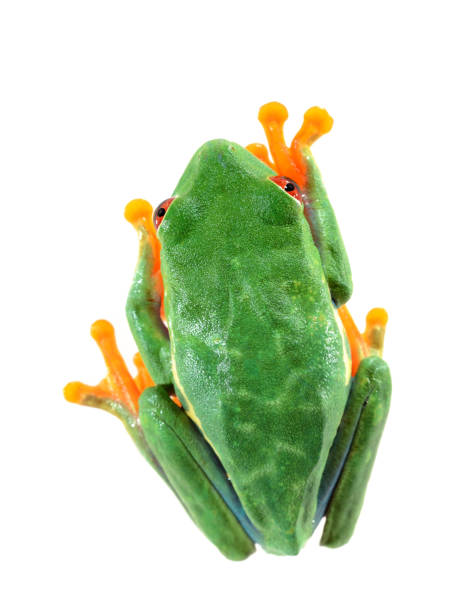istock red-eye tree frog  Agalychnis callidryas isolated on white 911399346
