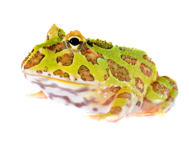 istock Ornate Horned Frog Ceratophrys ornata isolated on white 911399360