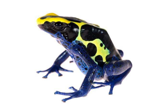 istock Blue dyeing dart frog Dendrobates tinctorius isolated on white 911399396