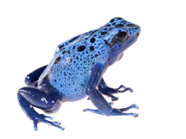 istock Blue dyeing dart frog Dendrobates tinctorius azureus isolated on white 911399398