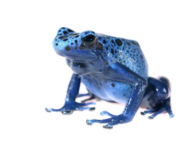 istock Blue dyeing dart frog Dendrobates tinctorius azureus isolated on white 911399480