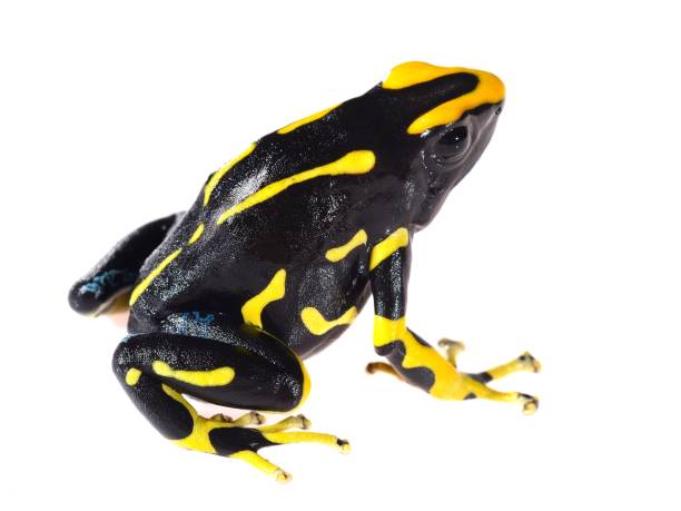 istock Yellow dyeing dart frog Dendrobates tinctorius allanis isolated on white 911399488