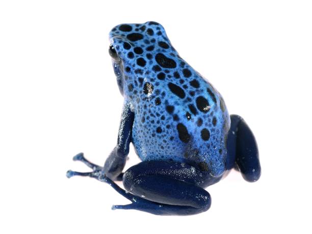 istock Blue dyeing dart frog Dendrobates tinctorius azureus isolated on white 911399494