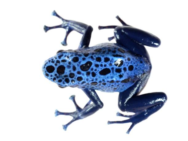 istock Blue dyeing dart frog Dendrobates tinctorius azureus isolated on white 911399498