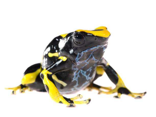 istock Yellow dyeing dart frog Dendrobates tinctorius allanis isolated on white 911399504